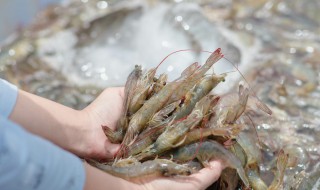 虾有点味道怎么处理 料酒是一个除臭的好方法