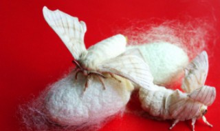 蚕茧是如何做衣服的 蚕茧做成衣服的制作过程