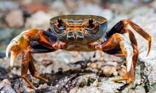 冰鲜的螃蟹怎么处理 冰鲜的螃蟹的处理方法