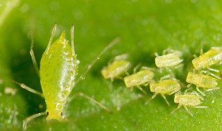 秋葵有蚜虫怎么处理 蚜虫有何危害