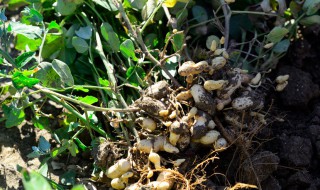 花生烂果病怎么处理 花生果腐病防治措施分享