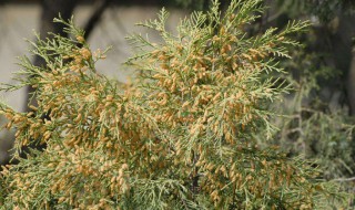 裸子植物有哪些 各自有什么特点呢