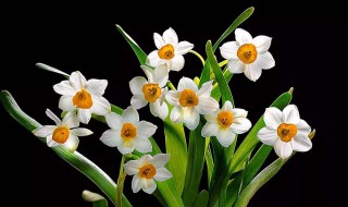 春天的花朵有哪些 分别有什么特点呢