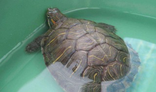 板龟的养殖方法 有什么养殖乌龟的技巧