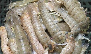 活皮皮虾怎么保存一天 有什么保存皮虾的技巧