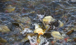 蛋黄喂鱼苗方法 吃不完的一定要清理出来