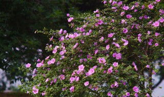 小木槿修剪技巧 这样剪轻松养出爆盆小木槿