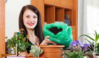 盆土贫瘠怎么处理 换新土或者追肥都是可以的