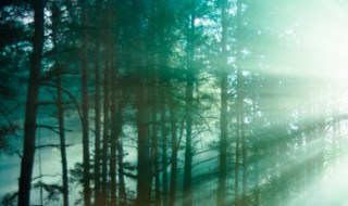 木字旁的字和什么有关 木字旁的字