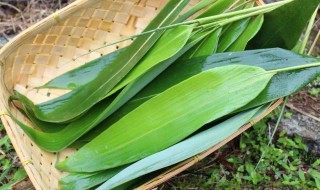 人工种箬叶方法 人工种植粽叶的方法