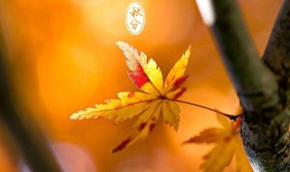 入秋的问候语 入秋的问候语有哪些