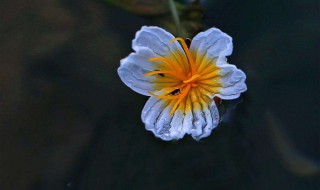 海菜花传说 本文带你走近海菜花