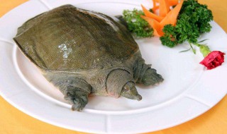 甲鱼如何处理去内脏 处理甲鱼内脏方法