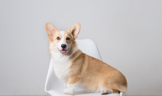 狗狗为什么不能吃葡萄 狗狗为什么不能吃葡萄答案