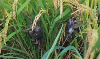 稻田蟹怎么做啊 清蒸稻田蟹的做法