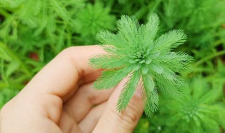 狐尾藻的繁殖方法 应该怎么做呢