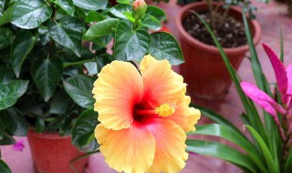 扶桑为什么不能在家养 不能在家养扶桑原因