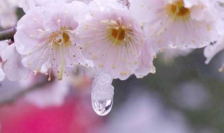 梅花长势不旺如何处理 梅花长势不旺怎么办