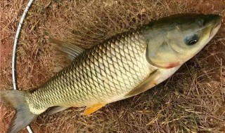 钓草鱼做窝方法 有哪些做窝方法呢