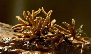 虫草要怎么保存 虫草应该这样保存