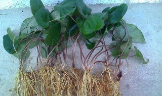 细辛树的种植方法 细辛树的种植方法是什么