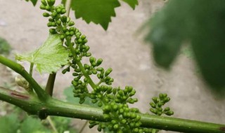 葡萄催花芽方法 需要怎么施肥呢