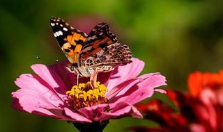 有关蝴蝶的诗句 是什么意思呢