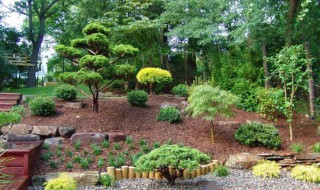 罗汉松养殖小窍门 罗汉松如何养殖