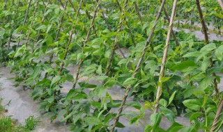 芸豆什么时候种植 芸豆的种植时间