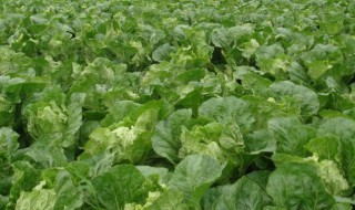 露天包菜什么时候种植 露天包菜的种植时间