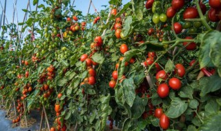 西红柿苗什么时候种植 西红柿苗的种植时间