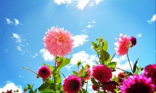 鲜艳的反义词是什么 你知道这些词语吗