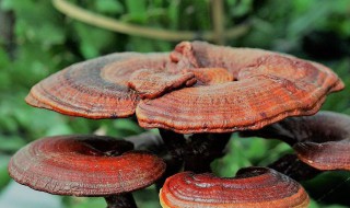 怎样食用灵芝 可以搭配其它材料吗