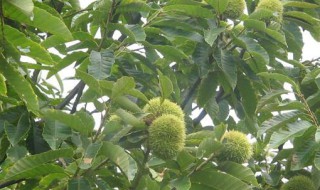 板栗树苗什么时候种植 板栗树苗的种植时间