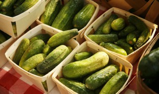 黄瓜什么时候种植最好 黄瓜怎么种植