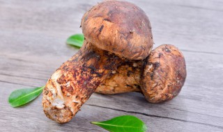 油浸松茸菌怎么做 做油浸松茸菌的步骤是什么