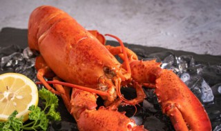 大龙虾怎么保存才新鲜 大龙虾保存才新鲜的方法