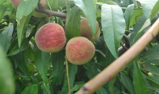 桃子怎么保存才不会软 这样保存不会变软