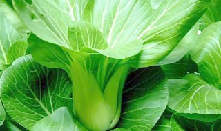 如何做最好吃的青菜 青菜好吃做法详解