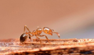 红火蚁怕什么 这种药可以让蚁群快速消灭