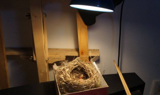 怎样给刚出生的小鸟做床 小鸟窝做法如下
