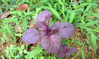 紫苏怎么处理可以泡茶 新鲜紫苏叶怎么泡茶