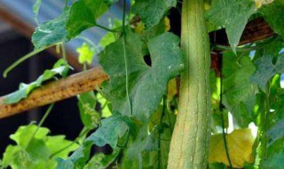 丝瓜水怎么保存 存放丝瓜水的妙招