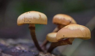 种植蘑菇菇方法 具体播种的技巧有什么