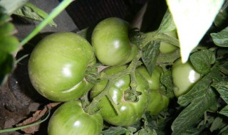 青西红柿如何做 青西红柿的做法