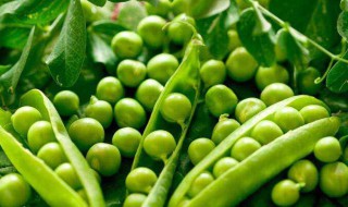 豌豆什么时候种植 豌豆的种植时间