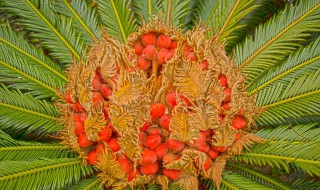 苏铁开花后怎么处理 这样养护是很有必要的