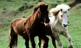 喂小马驹方法 喂小马驹方法简述