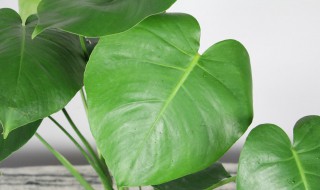 龟背竹黑斑怎么处理 需要注意什么呢