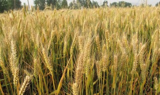 什么时候种小麦 小麦需要怎么播种